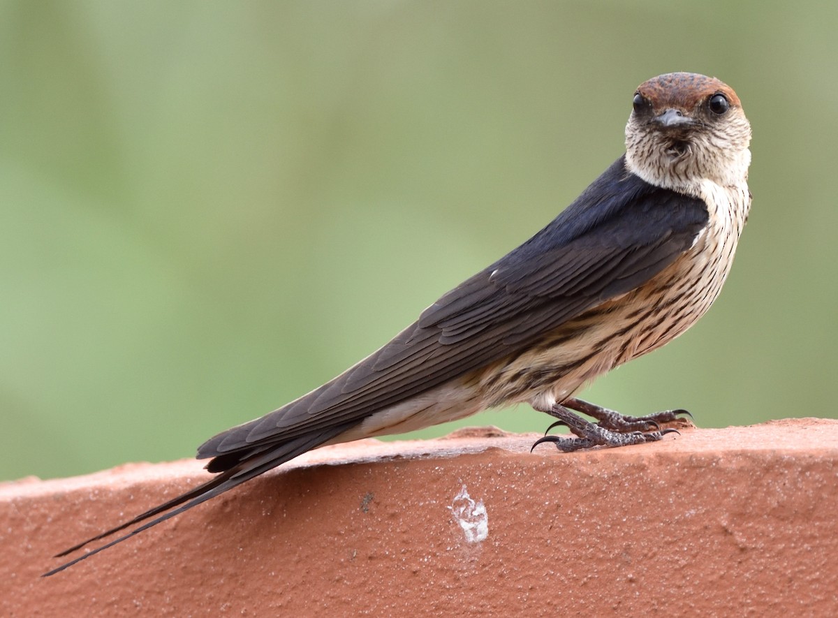 Greater Striped Swallow - ML528187661