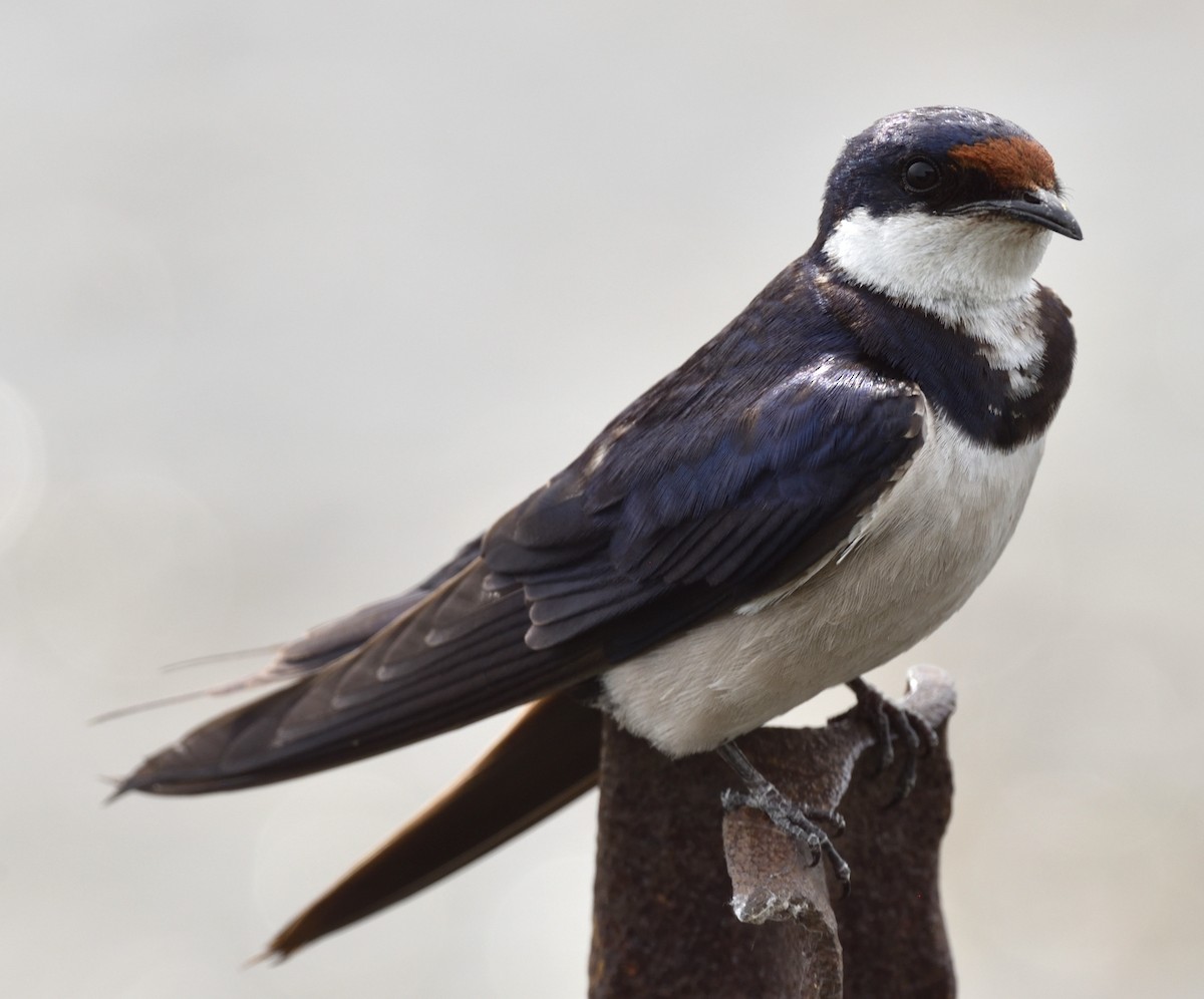 White-throated Swallow - ML528188031