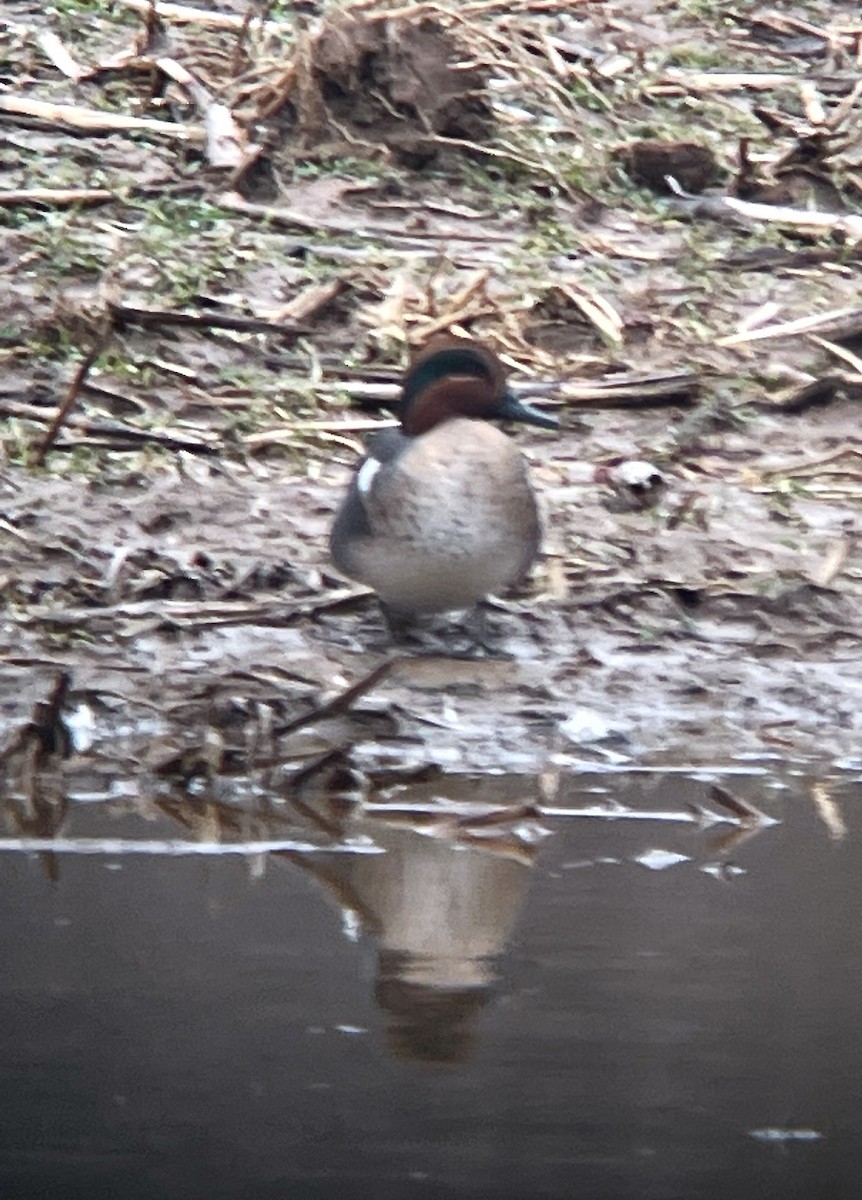 Green-winged Teal - ML528188711