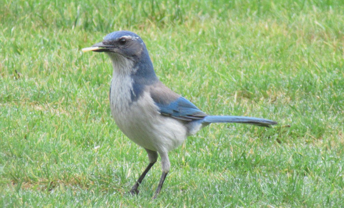 カリフォルニアカケス - ML528189261