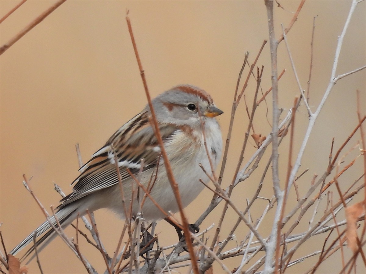 American Tree Sparrow - ML528189321