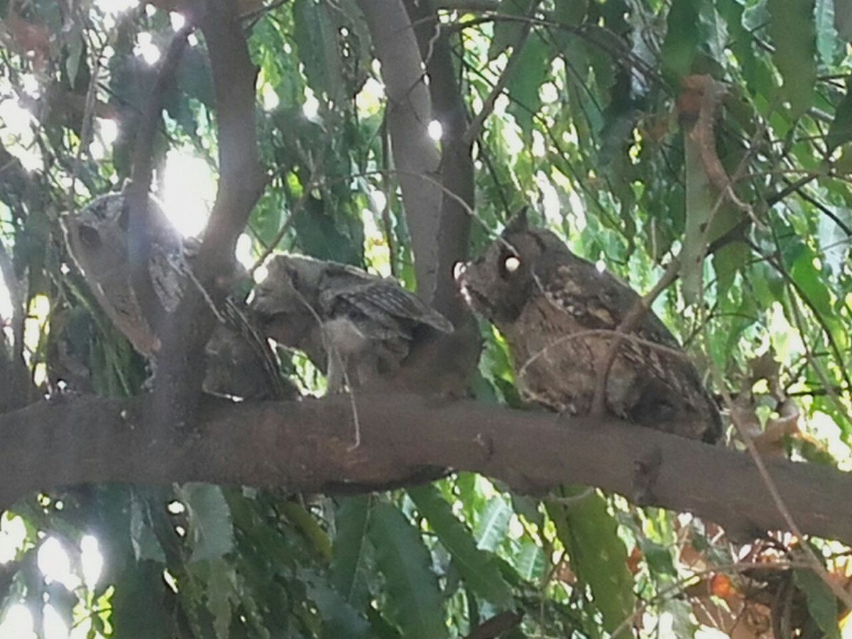 Indian Scops-Owl - Lakshmikant Neve