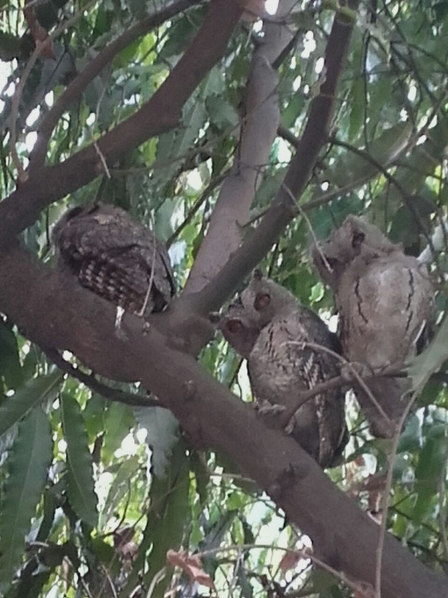 Indian Scops-Owl - Lakshmikant Neve