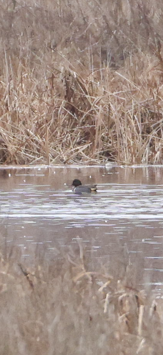 Green-winged Teal - ML528191731