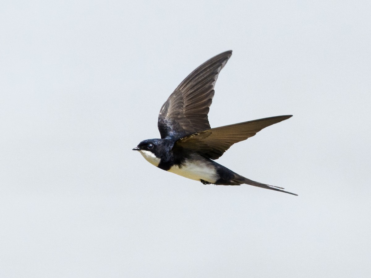 Black-collared Swallow - Nick Athanas