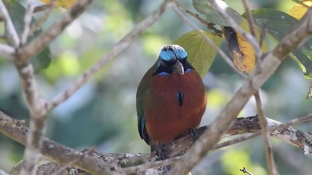 Trinidad Motmot - ML528193981