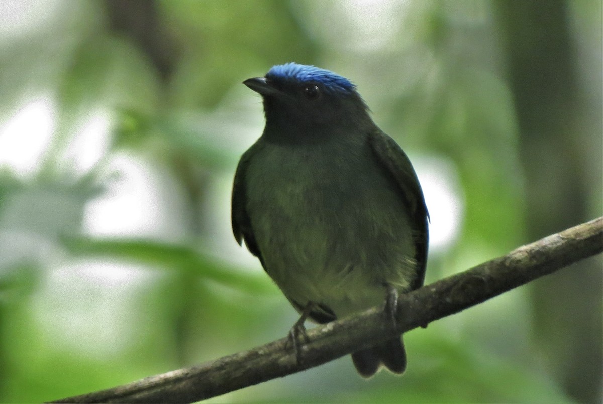 Blue-capped Manakin - ML528194131