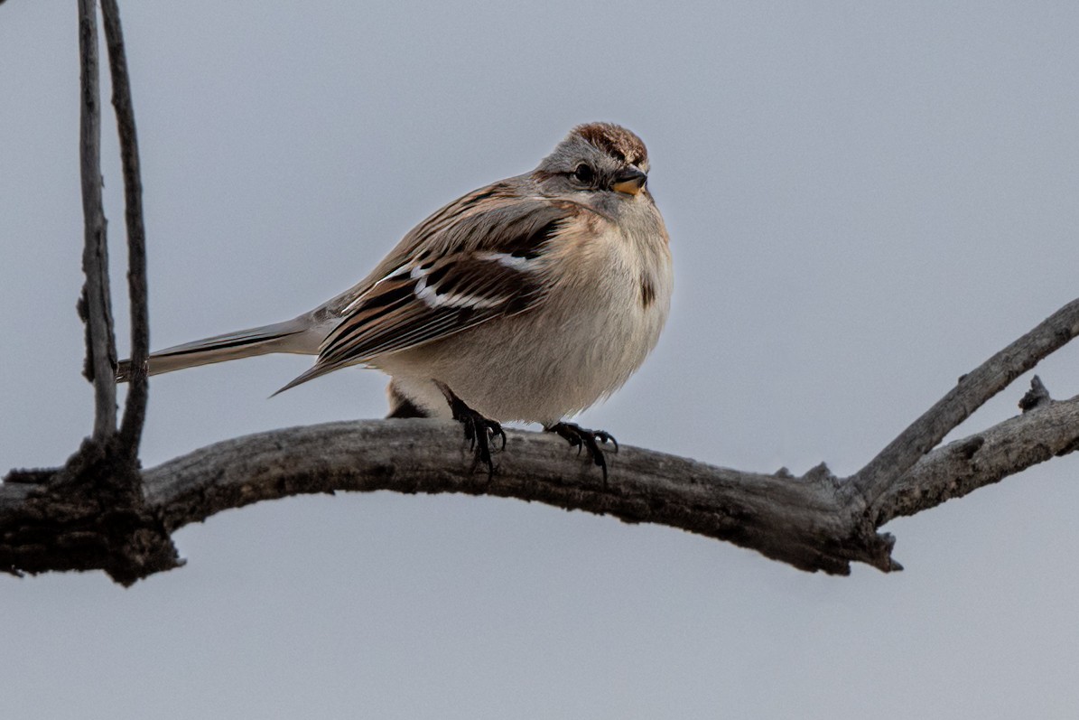 American Tree Sparrow - ML528194351