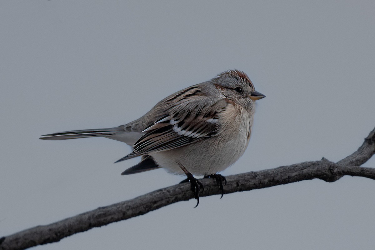 American Tree Sparrow - ML528194361