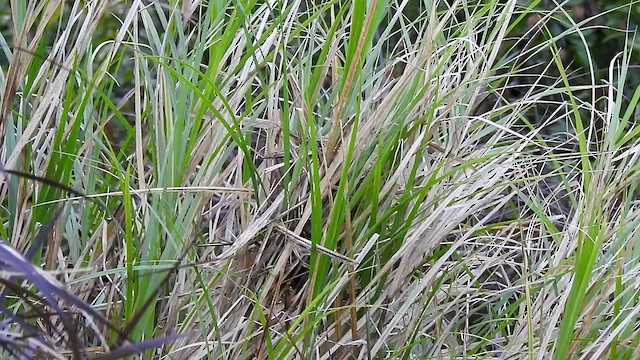 Black-faced Grassquit - ML528194441