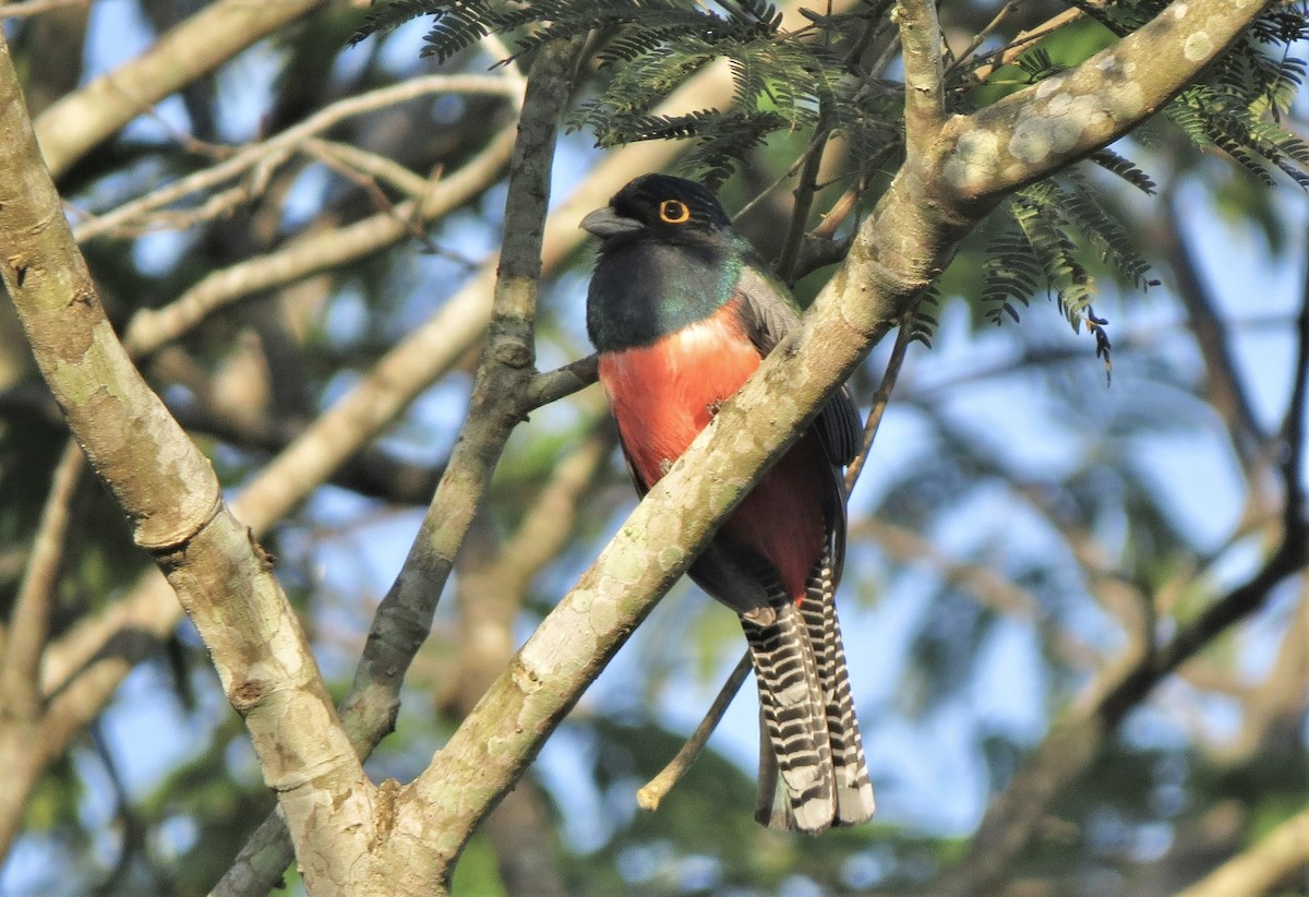 Blue-crowned Trogon - ML528194691