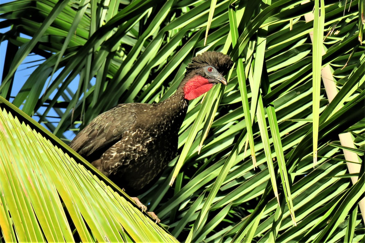 Crested Guan - ML528194891