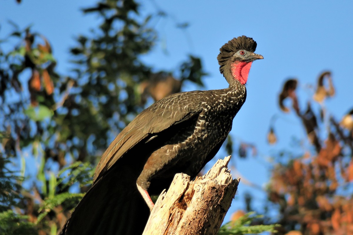 Crested Guan - ML528194941