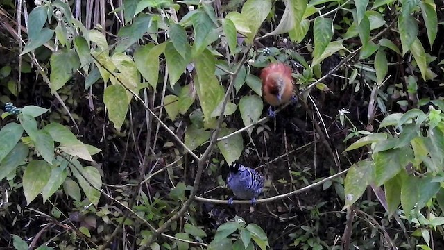 Barred Antshrike - ML528195891