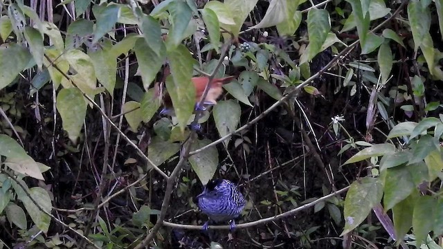 Barred Antshrike - ML528195901