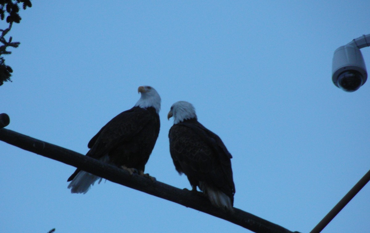 Bald Eagle - ML52819601