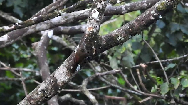 Cocoa Woodcreeper - ML528197011