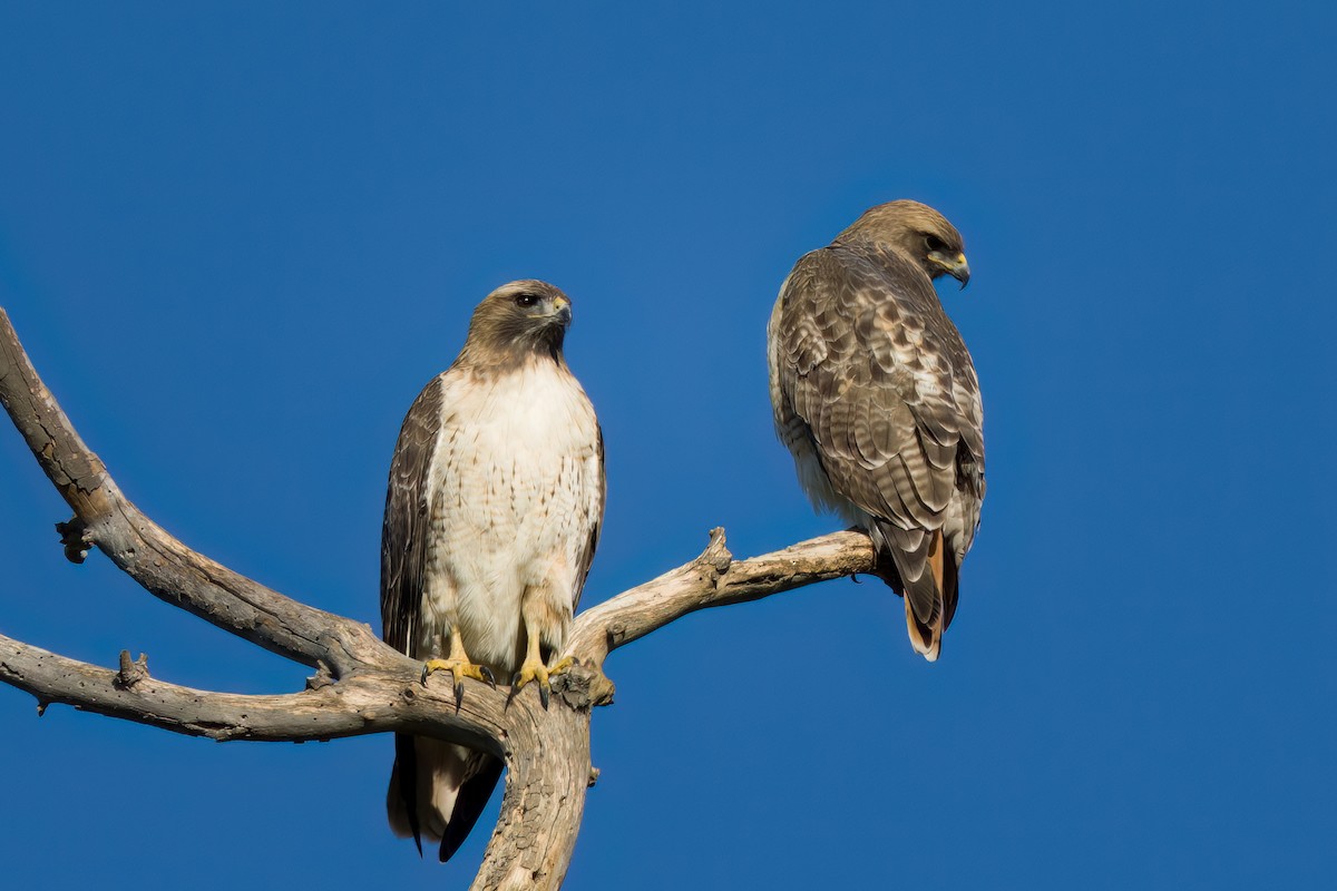 Rotschwanzbussard - ML528198031