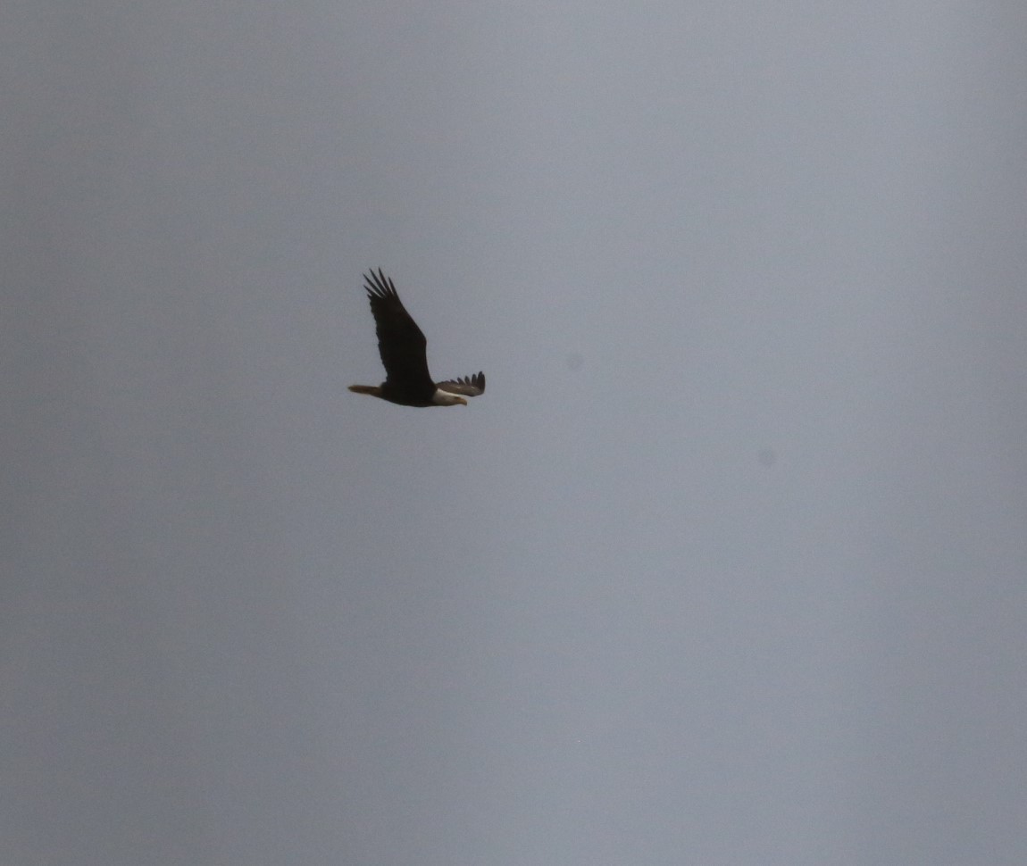 Bald Eagle - ML528198061