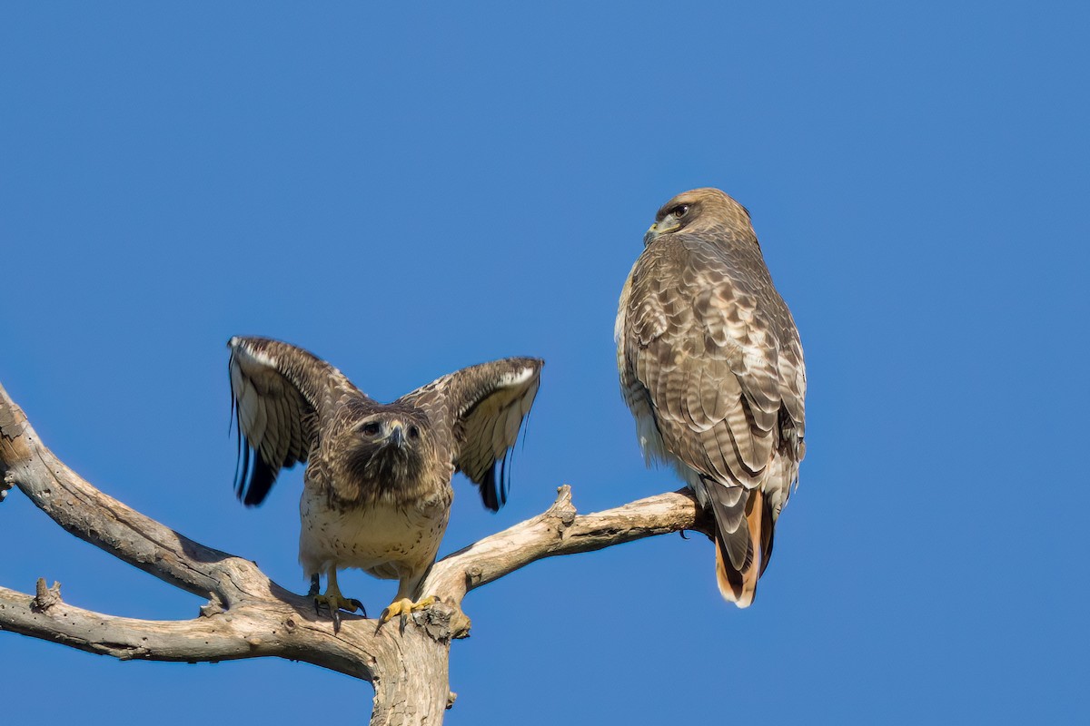 Red-tailed Hawk - ML528198071