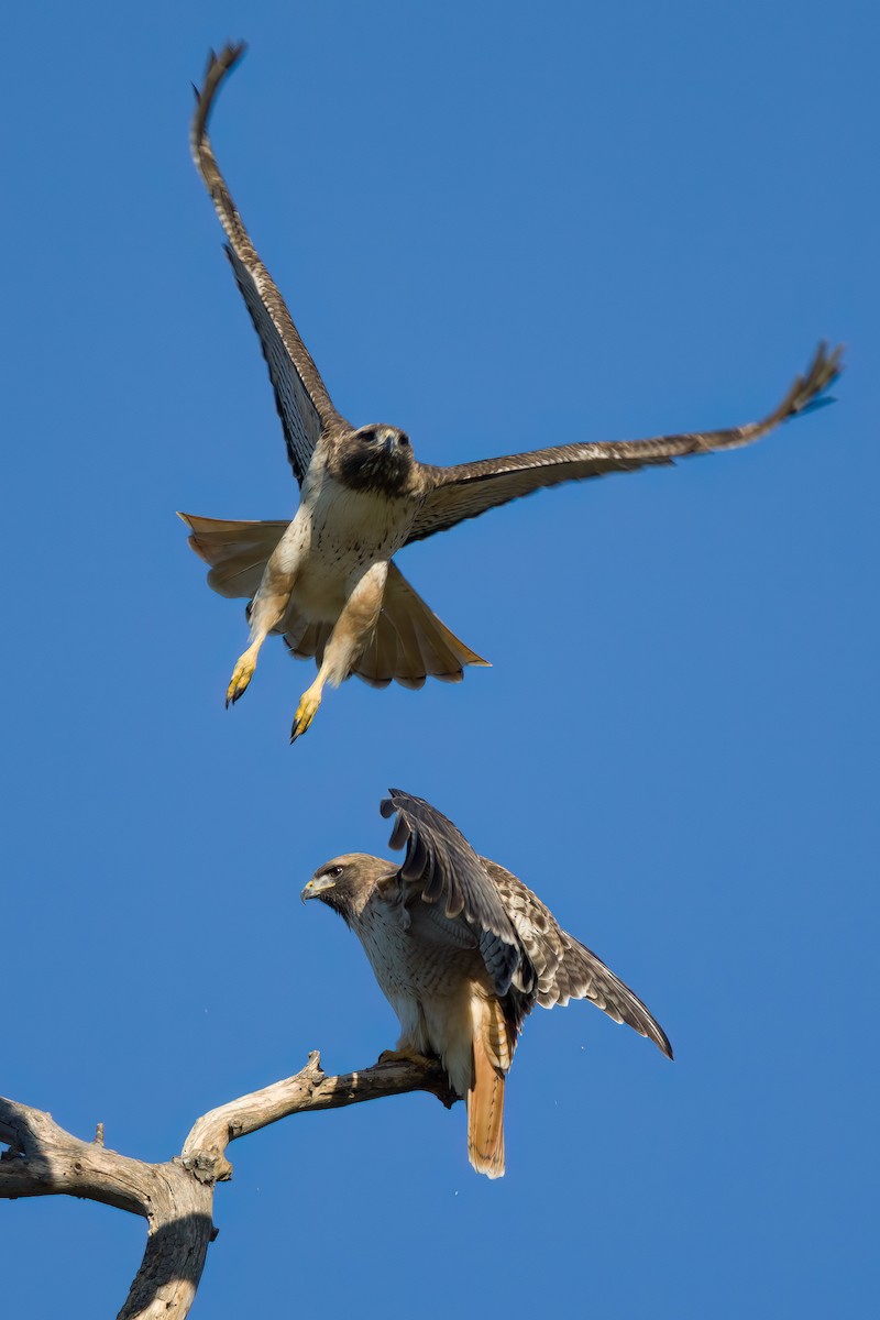 Rotschwanzbussard - ML528198241