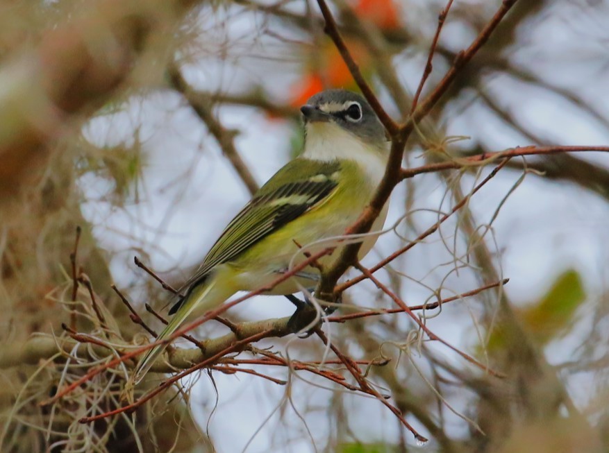 Blue-headed Vireo - ML528198251