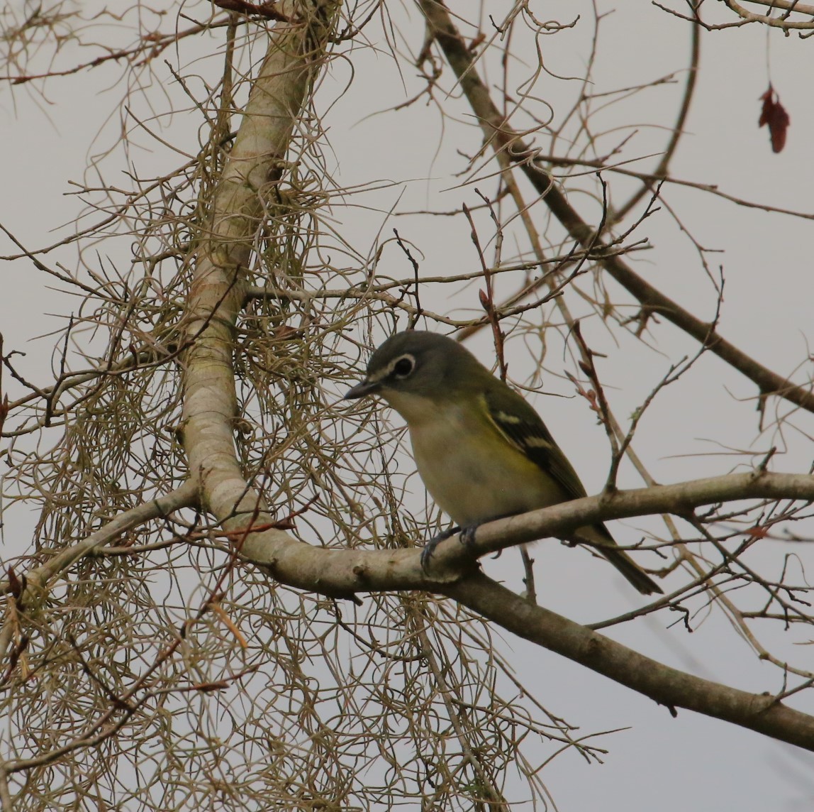 Blue-headed Vireo - ML528198261