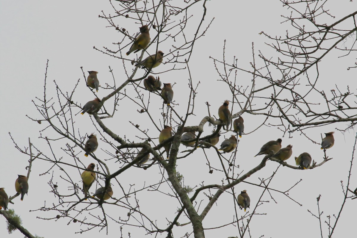 Cedar Waxwing - ML528198331