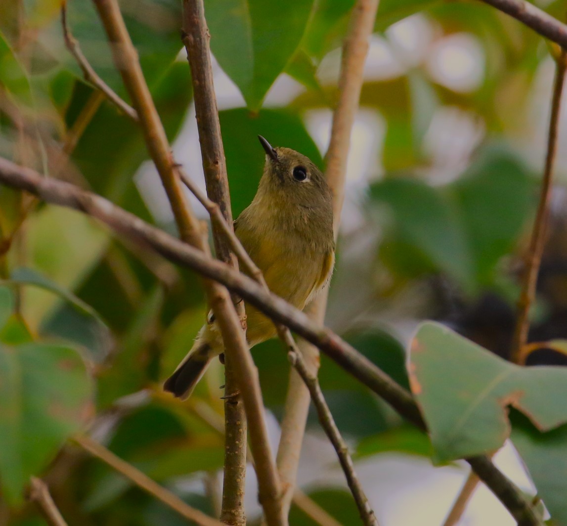 Ruby-crowned Kinglet - ML528198551