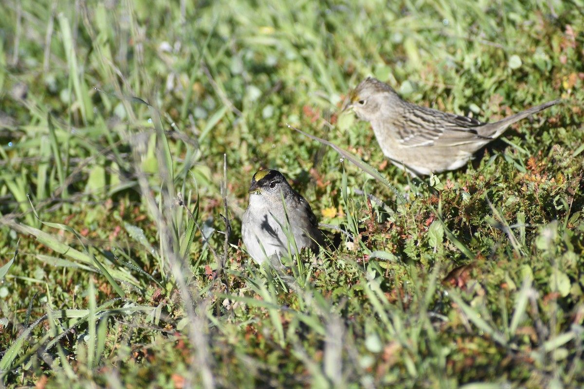Golden-crowned Sparrow - Peter Robertshaw