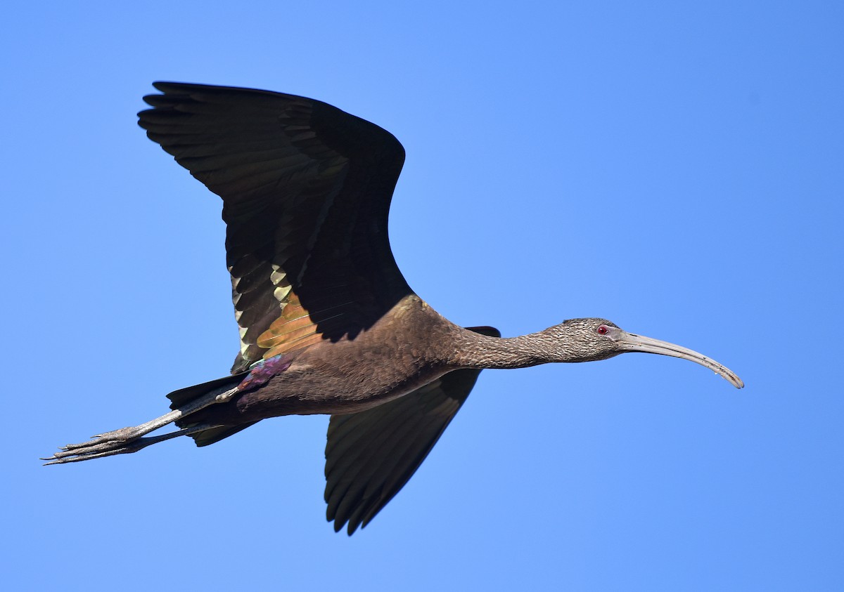 ibis americký - ML528199761