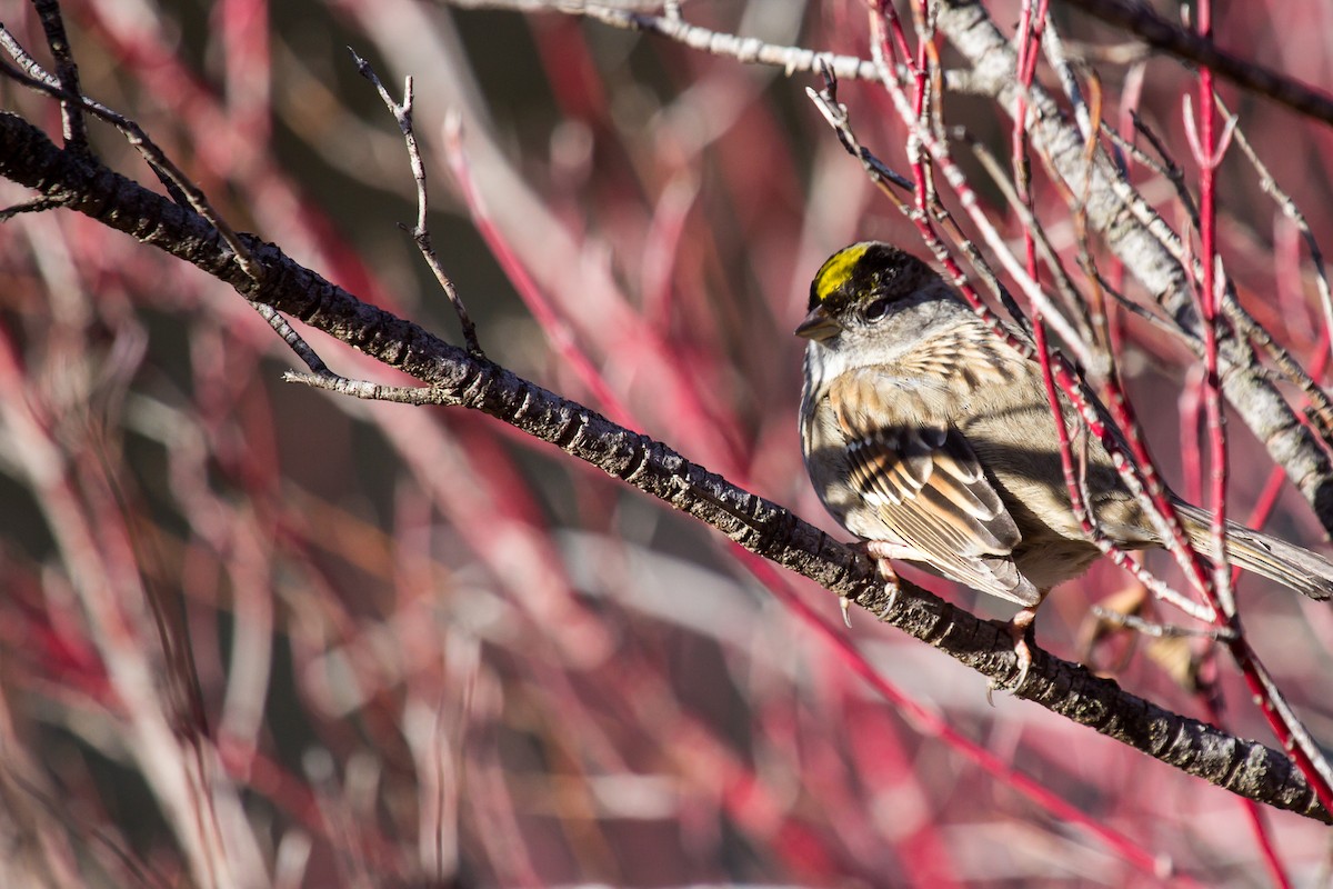 Golden-crowned Sparrow - ML528200781