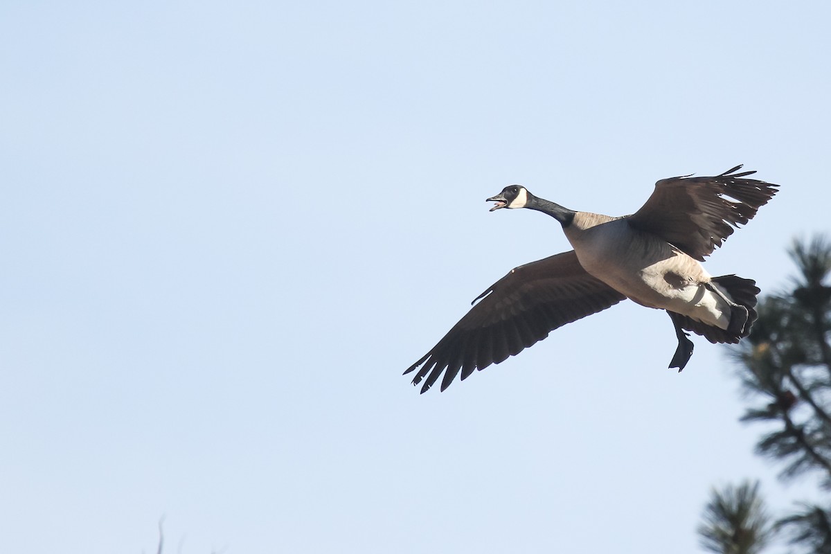 Canada Goose - ML528201031