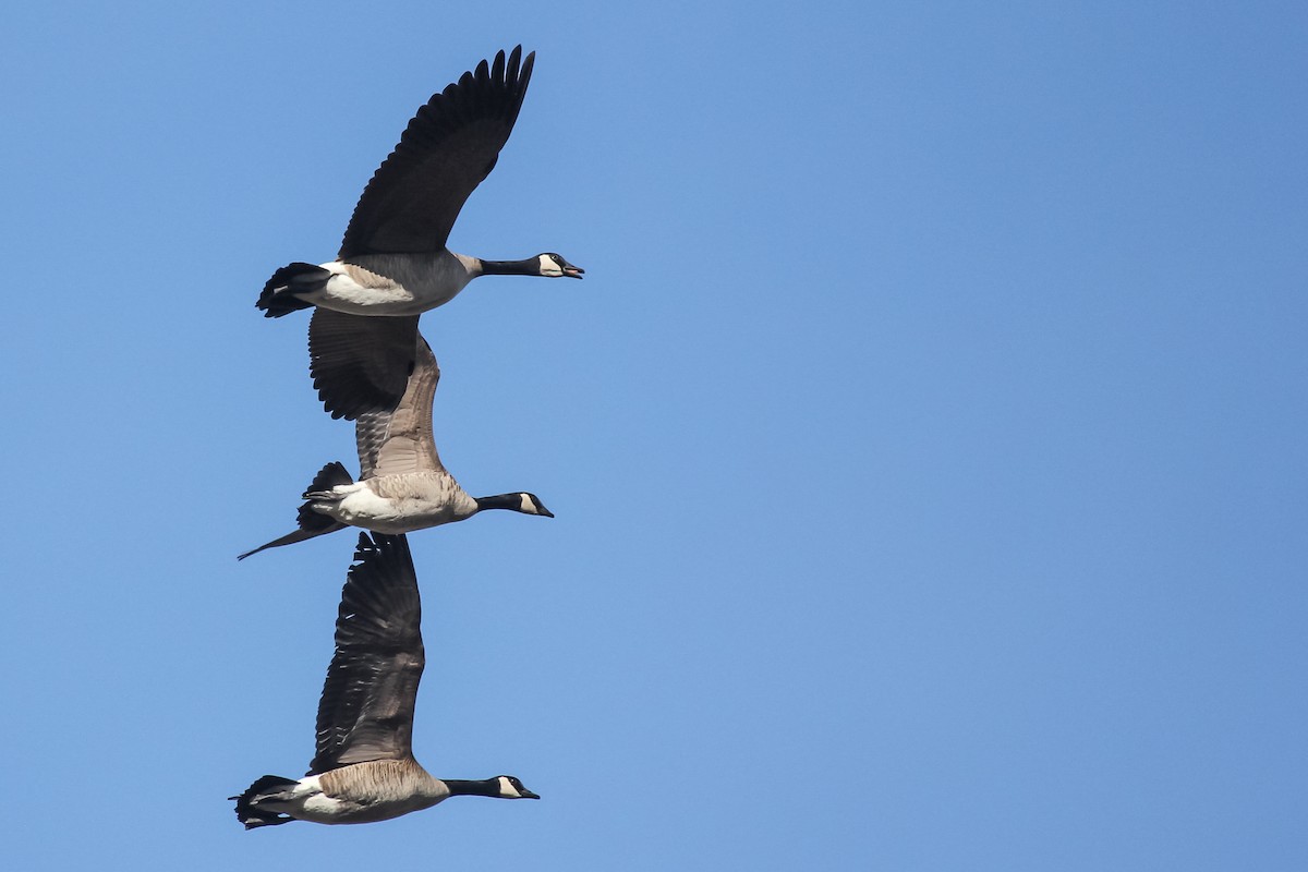 Canada Goose - ML528201041