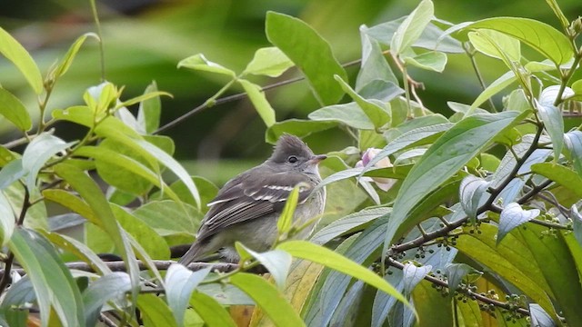 Yellow-bellied Elaenia - ML528201301