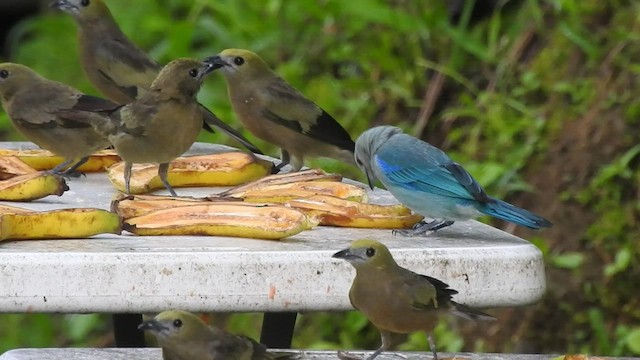 Blue-gray Tanager - ML528202081