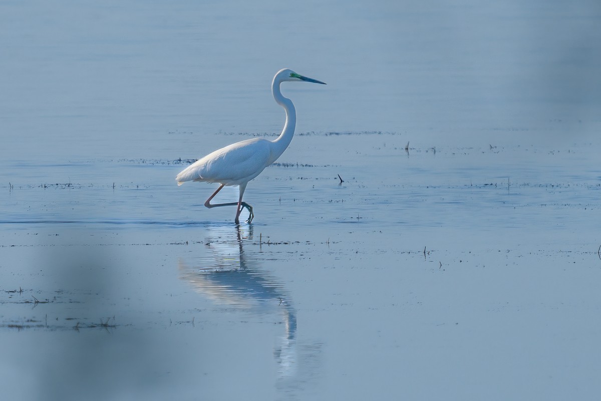 Great Egret - Richard Smart