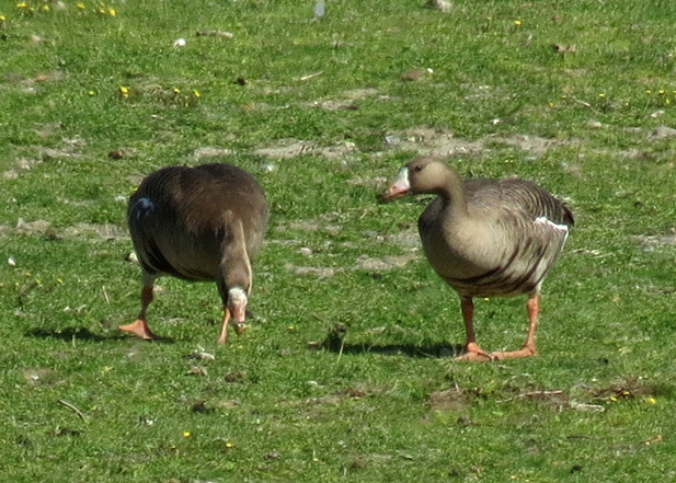 Greater White-fronted Goose - ML52820341