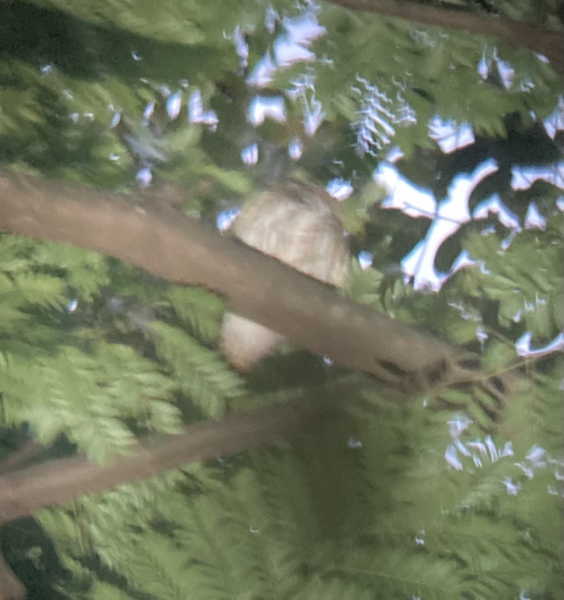 Ferruginous Pygmy-Owl - ML528205231