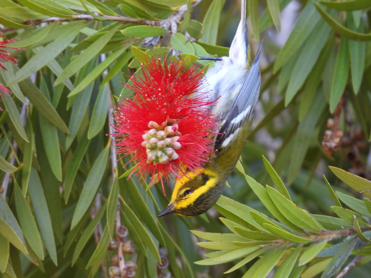 Townsend's Warbler - ML528206791