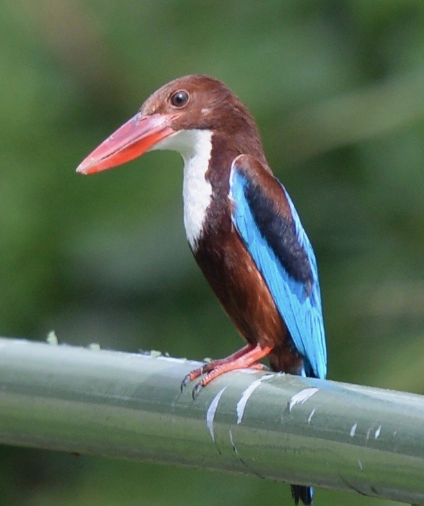 White-throated Kingfisher - marcel finlay