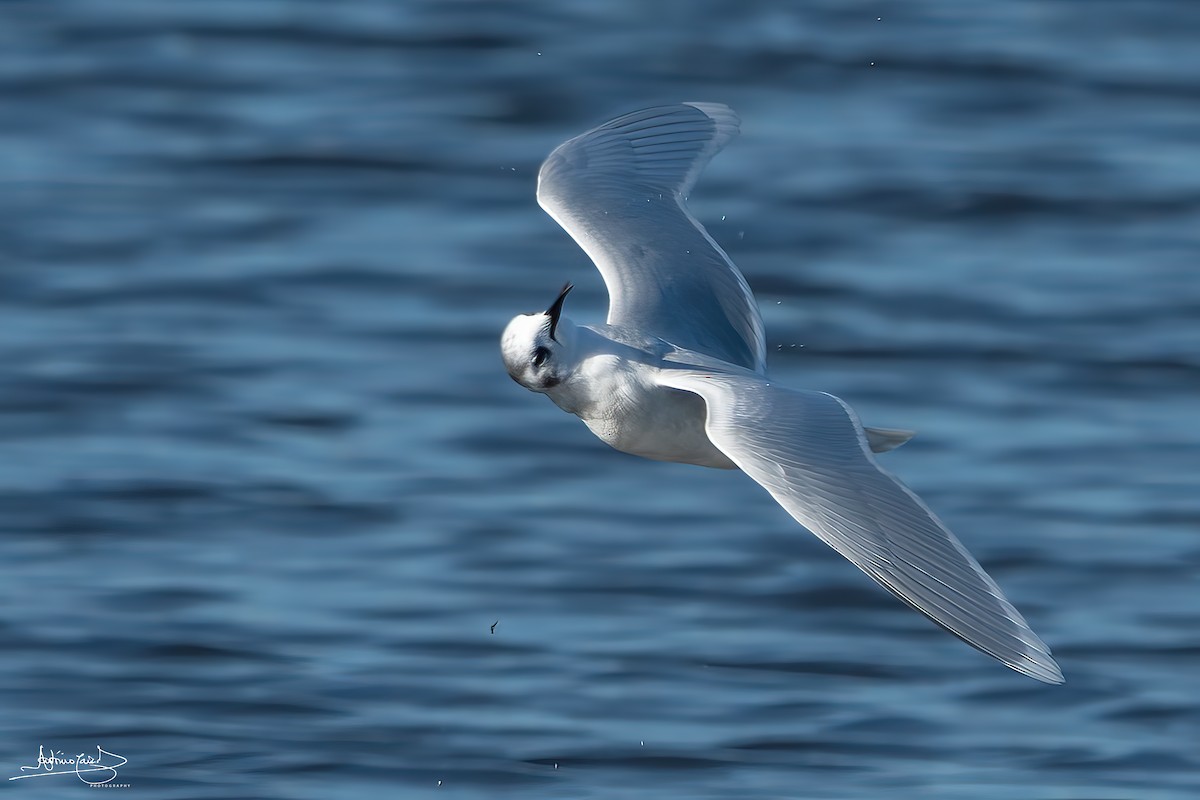Little Gull - ML528209171