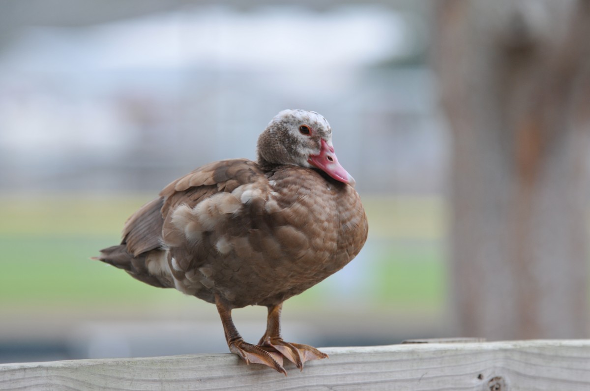 Muscovy Duck (Domestic type) - ML528209821