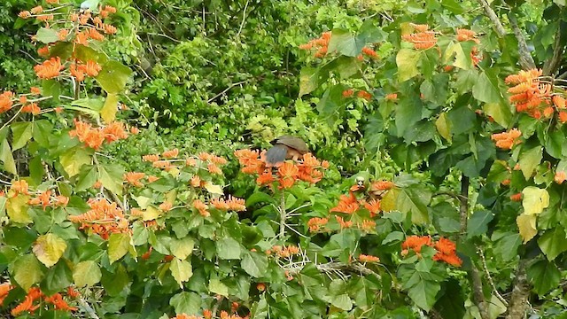 Rufous-vented Chachalaca - ML528209851