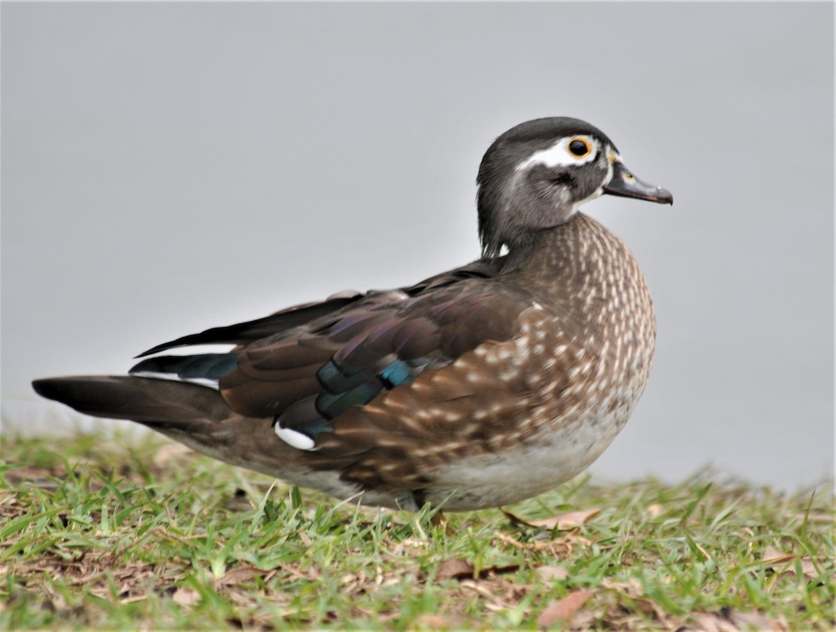 Wood Duck - ML528210001