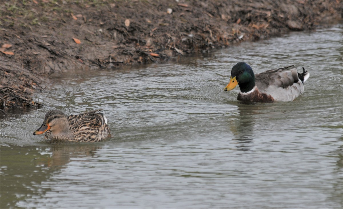 Mallard (Domestic type) - Darlene Eschete