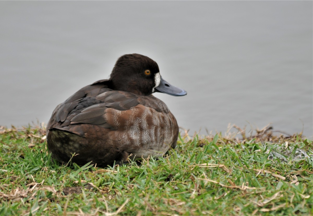 Lesser Scaup - ML528210401