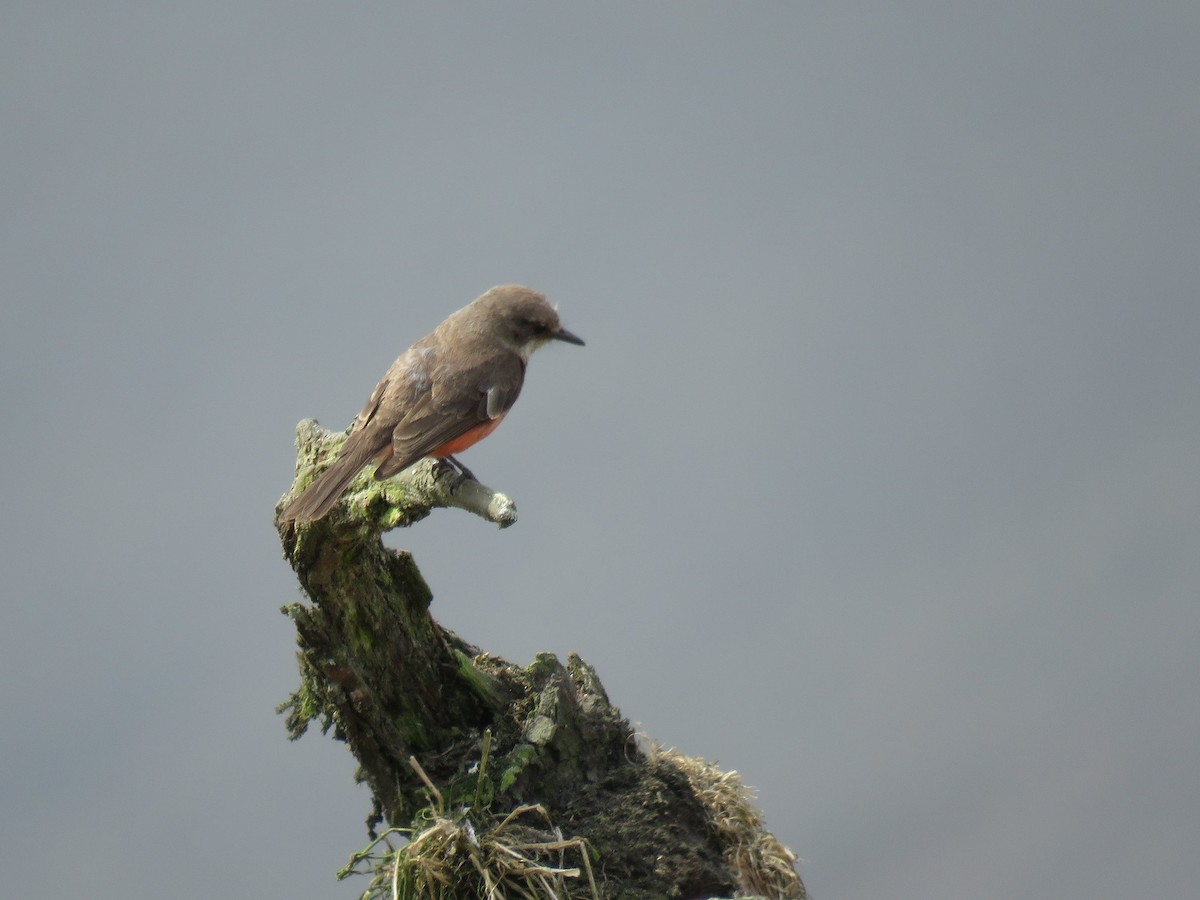 Vermilion Flycatcher - ML528210461