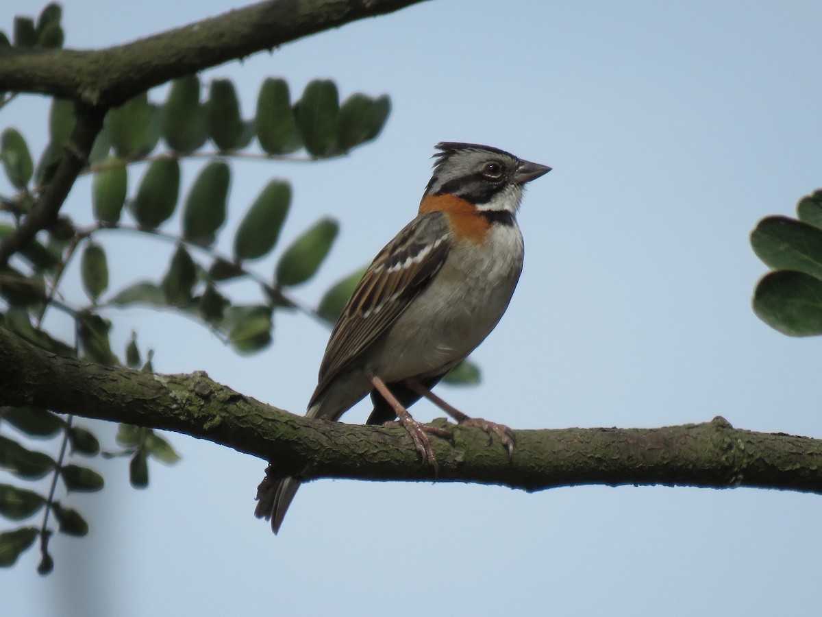 Rufous-collared Sparrow - Tim Carney