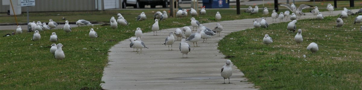 Ring-billed Gull - ML528211161